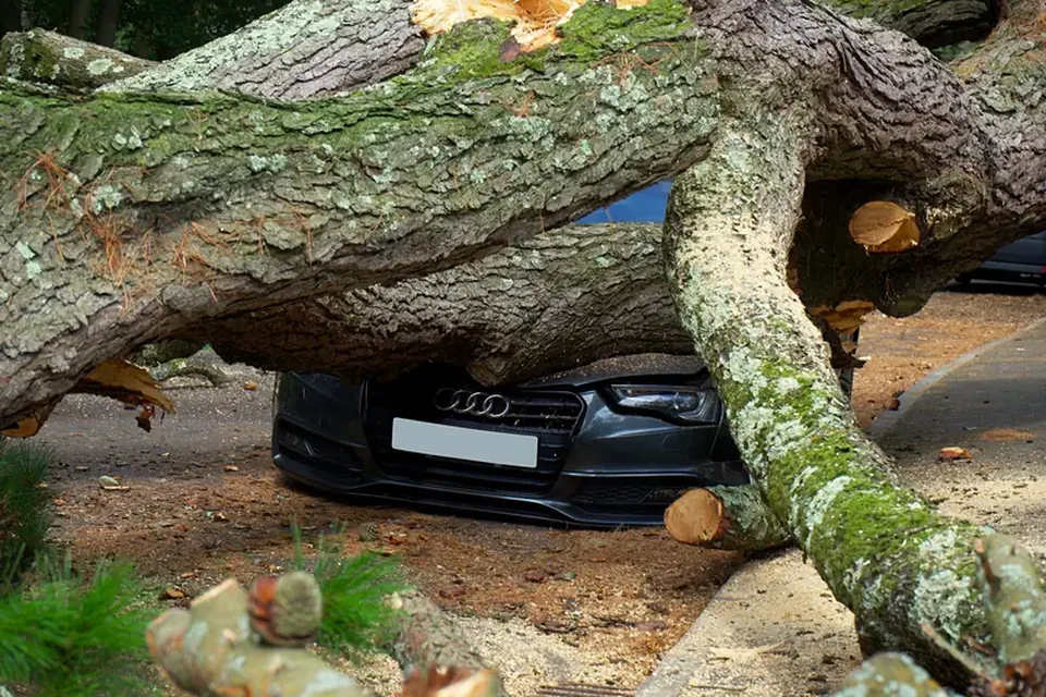 Fallen tree resting on a car in a close-set neighborhood