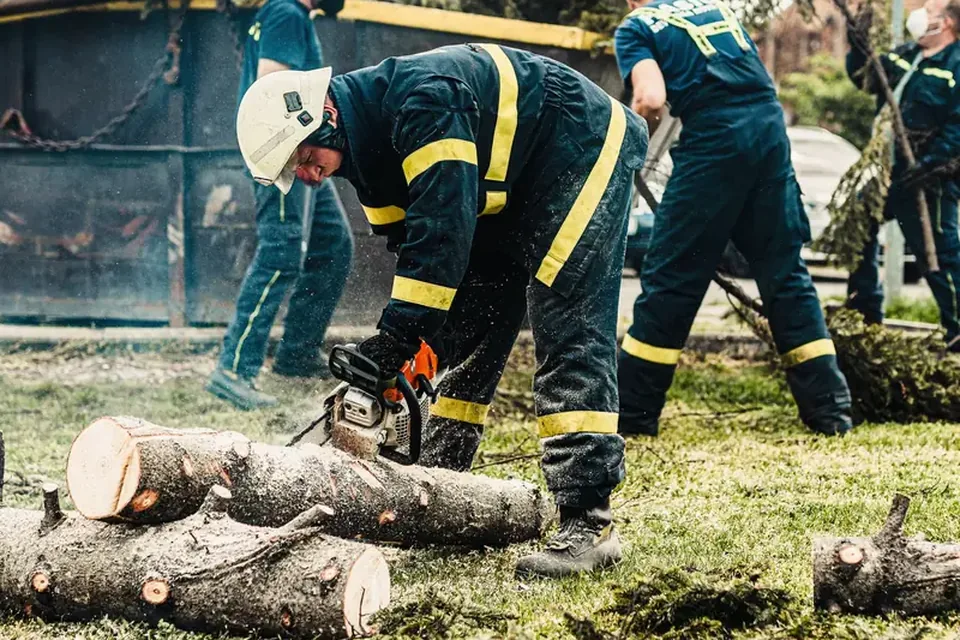 Crew cutting a removed tree into logs on a lawn
