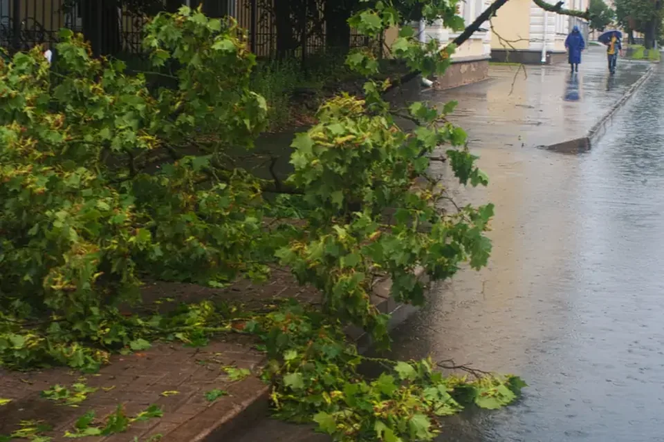Branches across a suburban street after a storm
