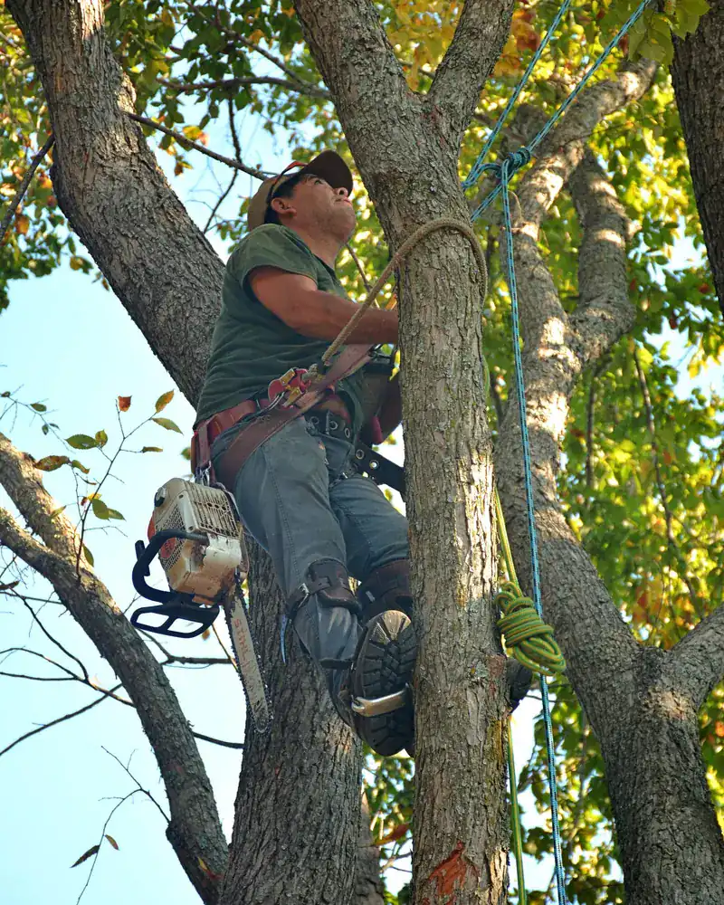 Climber with a chainsaw working high in a large tree