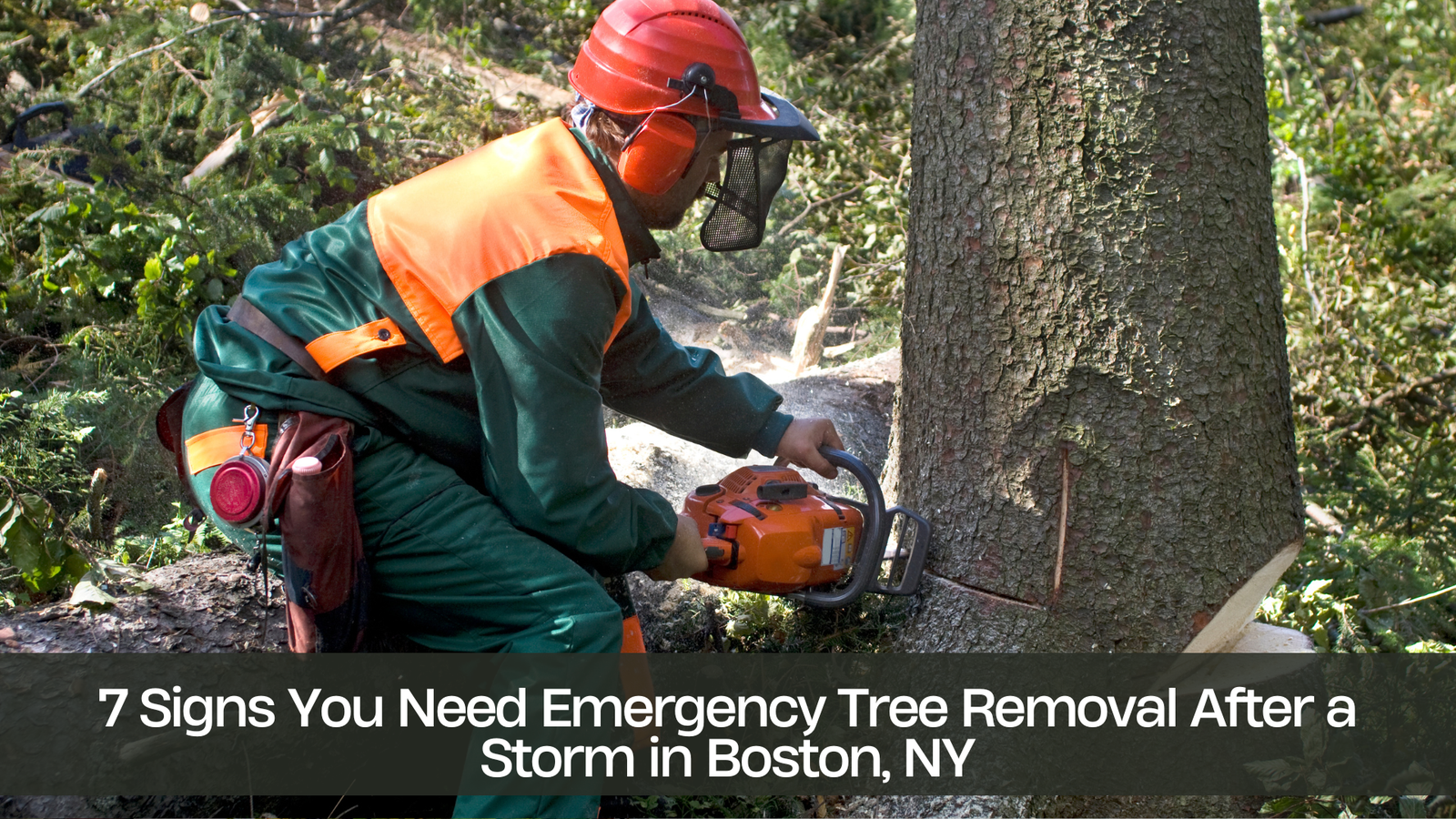 7 Signs You Need Emergency Tree Removal After a Storm in Boston, NY