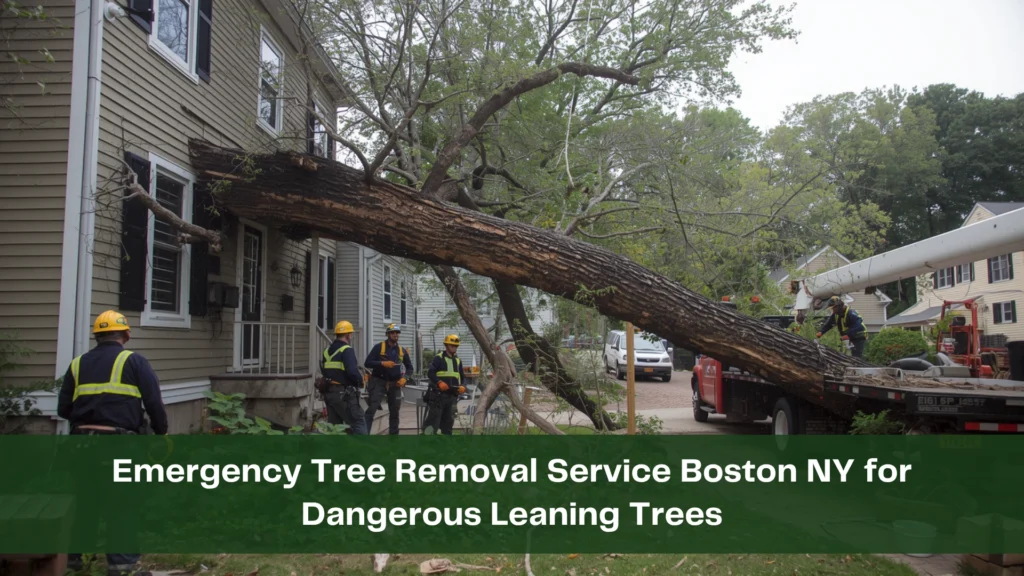 Emergency Tree Removal Service Boston NY for Dangerous Leaning Trees
